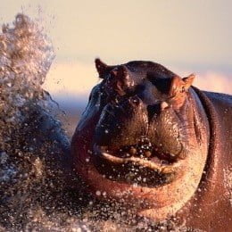 Fat Hippos Mining For Content Holes