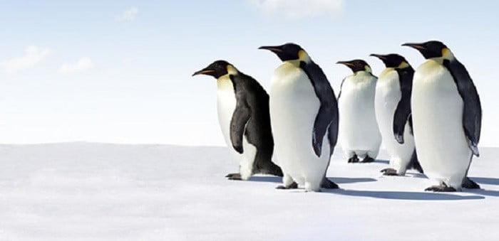 penguin proof link building