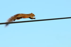 170712 squirrel on wire lg